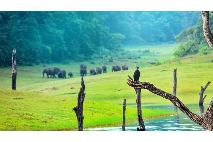 8 Days Kerala Private Tour (3 Star) with Munnar, Houseboat & Cab- Iris Holidays