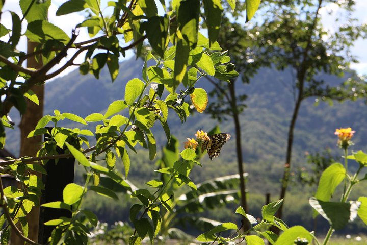 Luang Prabang: Cruise to Pak Ou Caves & Kuang Si Waterfalls