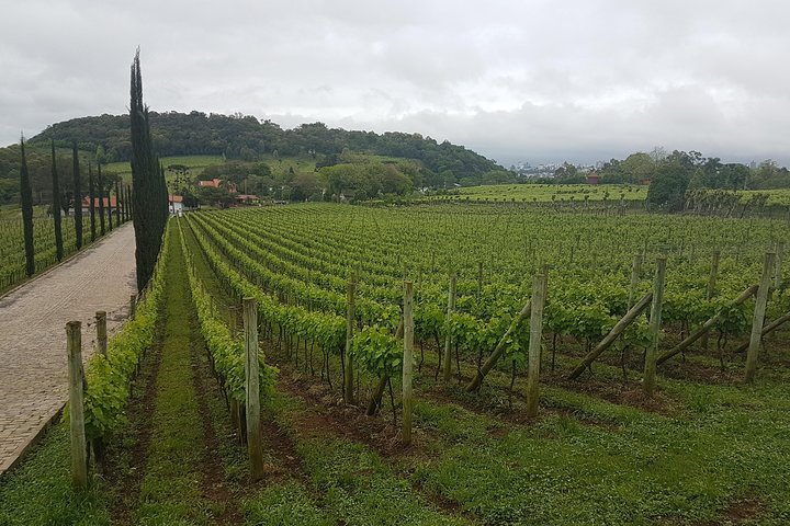 Vale dos Vinhedos: Private Group Tour from Porto Alegre