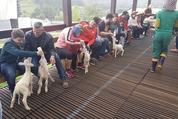 Vale dos Vinhedos: Private Group Tour from Porto Alegre