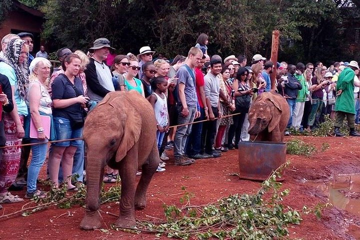 Half Day Giraffe Center,Baby Elephant&Karen Blixxen Guided Tour
