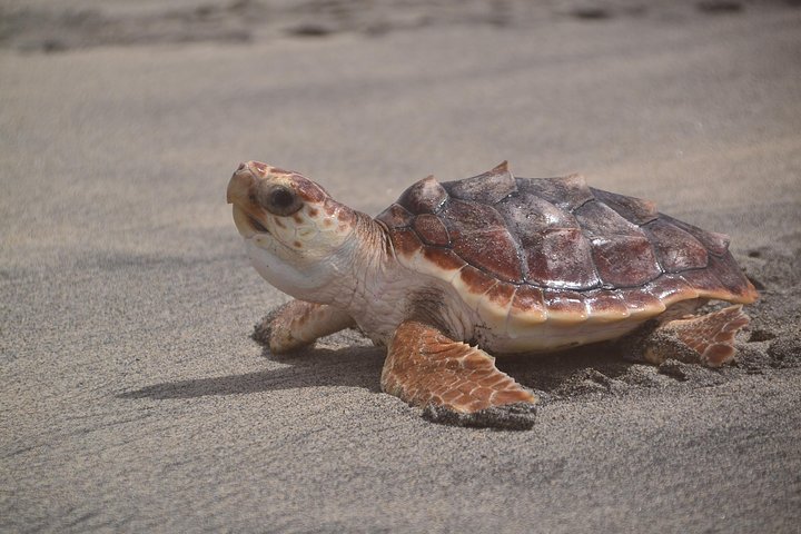 Sal Island Sea Turtle Watching Eco-Tour with Native Guide