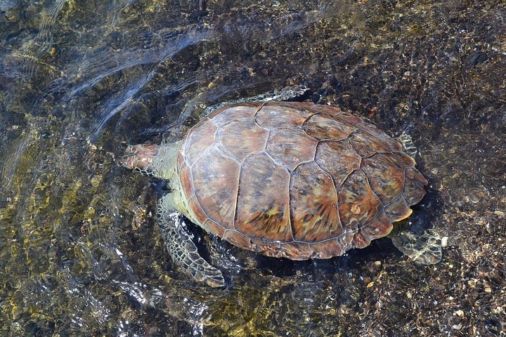 Sal Island Sea Turtle Watching Eco-Tour with Native Guide