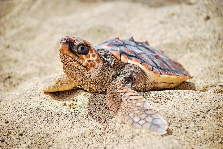 Sal Island Sea Turtle Watching Eco-Tour with Native Guide