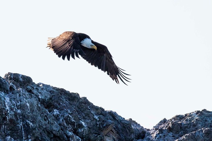 Victoria Whale and Wildlife Cruise