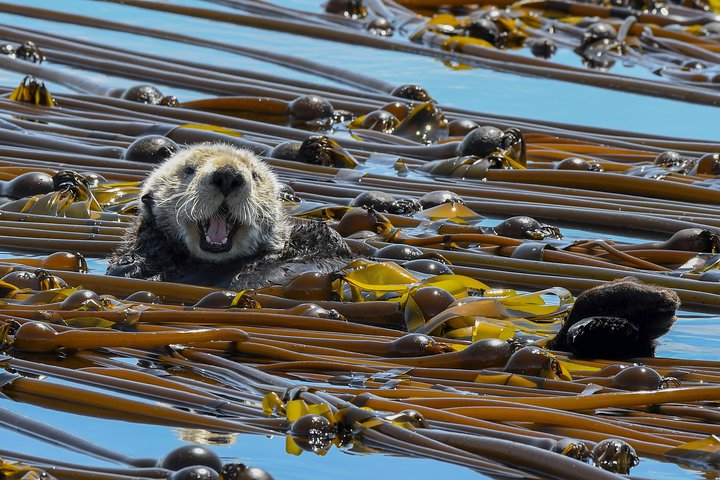 Victoria Whale and Wildlife Cruise