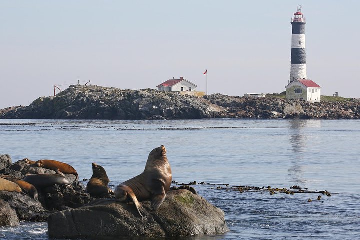 Victoria Whale and Wildlife Cruise