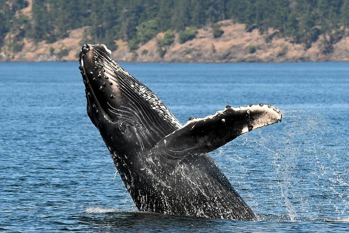 Victoria Whale and Wildlife Cruise