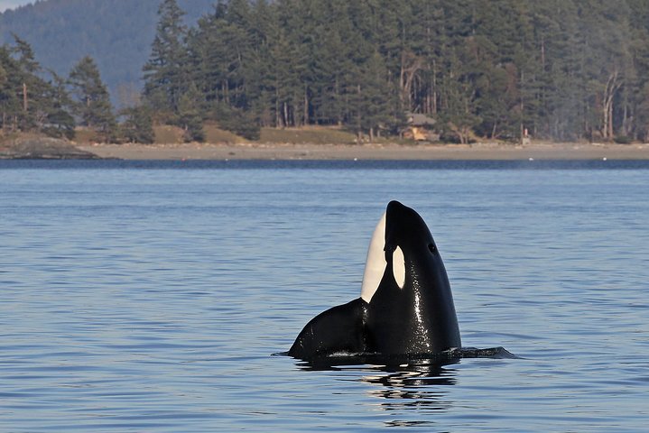 Victoria Whale and Wildlife Cruise