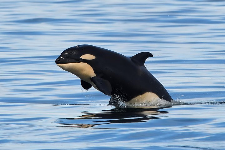 Victoria Whale and Wildlife Cruise