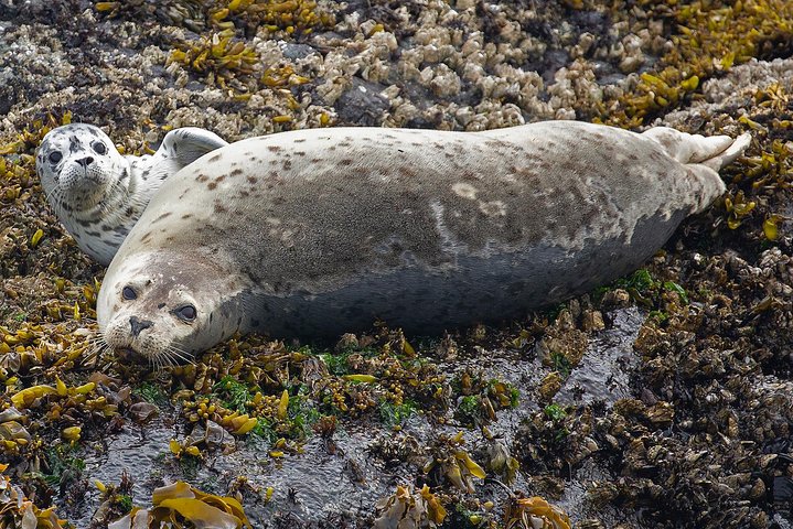 Victoria Whale and Wildlife Cruise