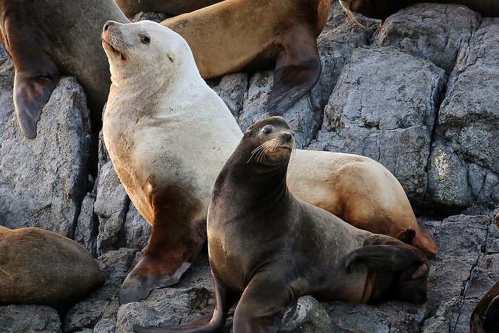 Victoria Whale and Wildlife Cruise
