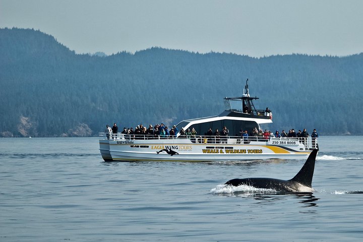 Victoria Whale and Wildlife Cruise