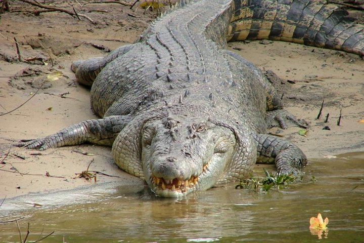 Cape Tribulation Day Tour from Cairns