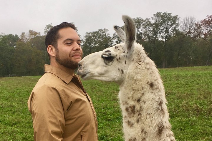 Llama/Alpaca Hike and Farm Tour