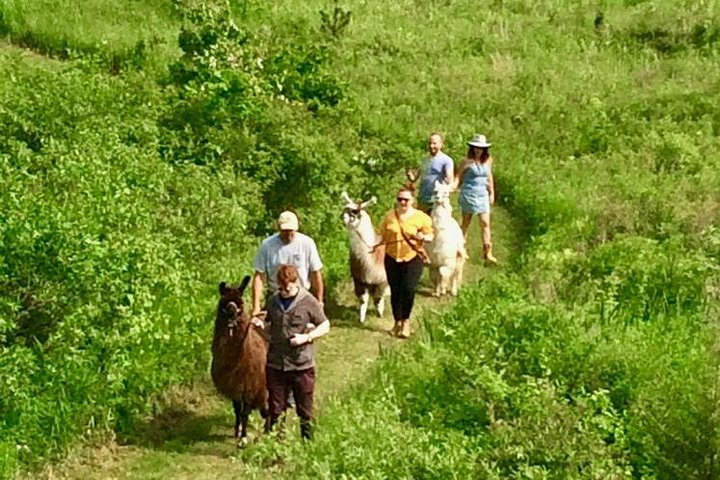 Llama/Alpaca Hike and Farm Tour