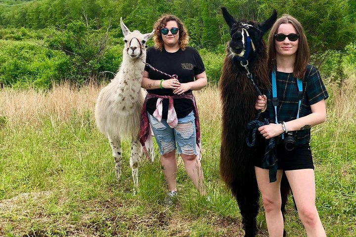 Llama/Alpaca Hike and Farm Tour