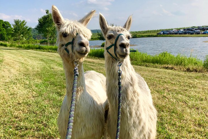 Llama/Alpaca Hike and Farm Tour