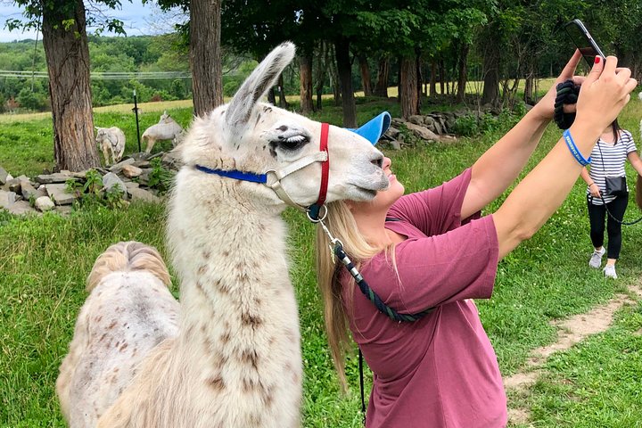 Llama/Alpaca Hike and Farm Tour