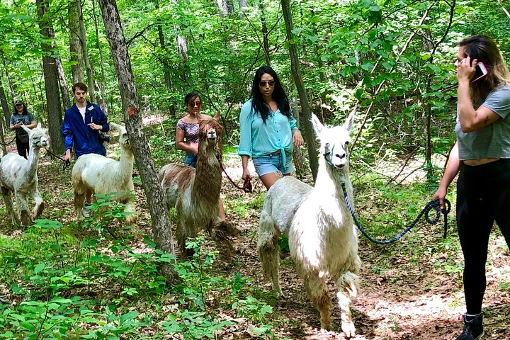 Llama/Alpaca Hike and Farm Tour
