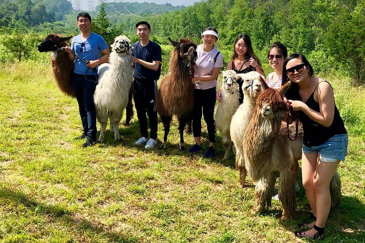 Llama/Alpaca Hike and Farm Tour