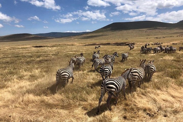 2-Day Private Luxury Safari: Tarangire & Ngorongoro Tanzania