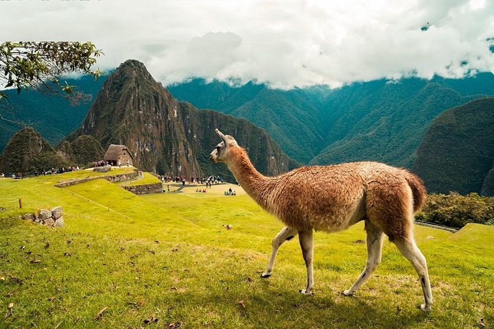 Machu Picchu Day Trip from Cusco: Full-Day Guided Tour