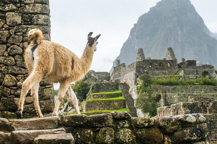 Machu Picchu Day Trip from Cusco: Full-Day Guided Tour