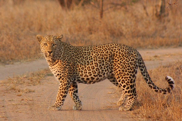 All inclusive 3 Day Kruger Safari From Nelspruit