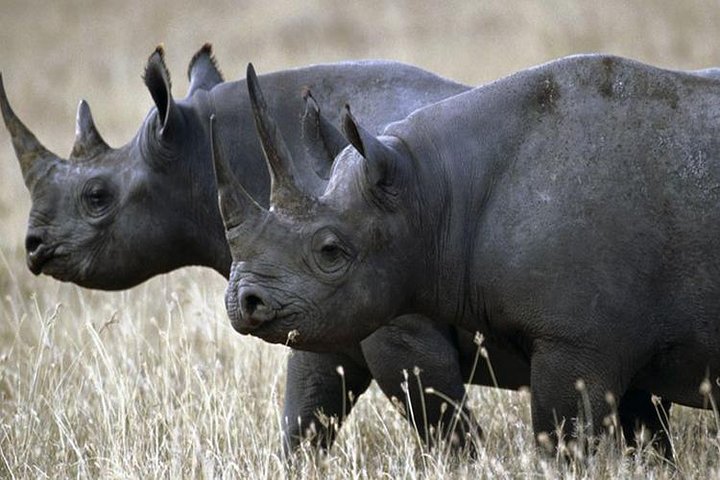 1 Day Akagera Wildlife Safari( Pick up and drop off))