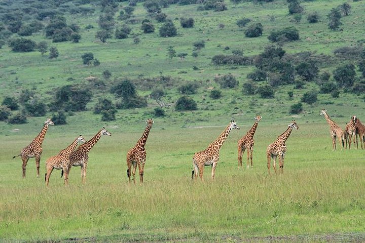 1 Day Akagera Wildlife Safari( Pick up and drop off))