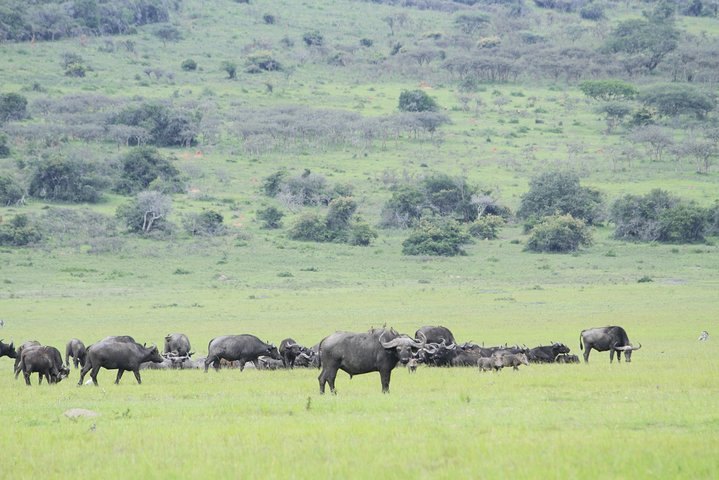 1 Day Akagera Wildlife Safari( Pick up and drop off))