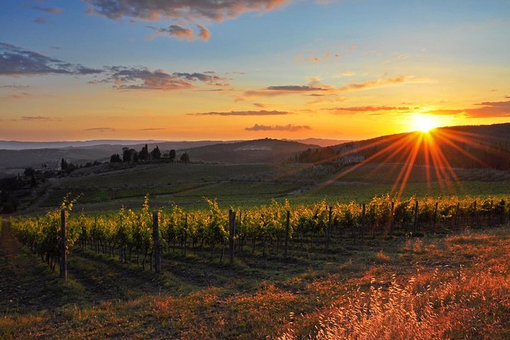 Chianti Half-day Wine Tour in the Tuscan's Hills from Pisa