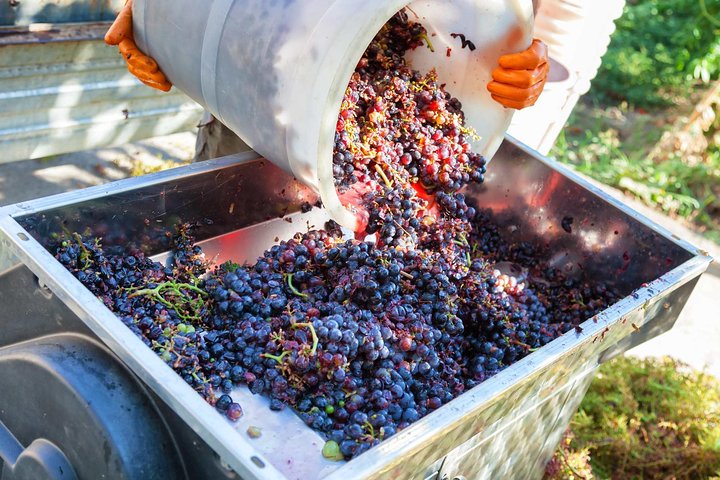 Chianti Half-day Wine Tour in the Tuscan's Hills from Pisa