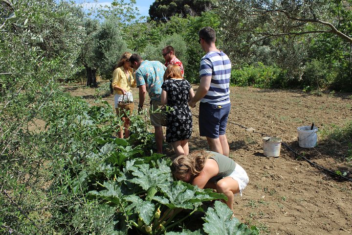 Naxos:Half-day cooking class at Basiliko Farm