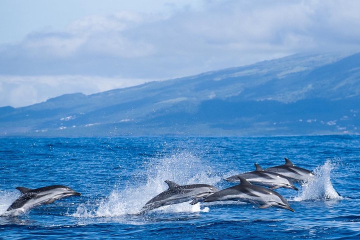 Whale Watching Tour + Vila Franca Islet: Full-day with lunch
