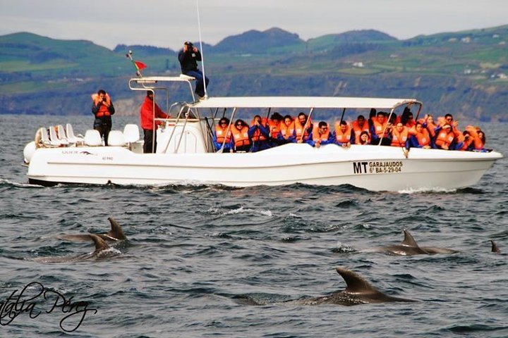 Whale Watching Tour + Vila Franca Islet: Full-day with lunch