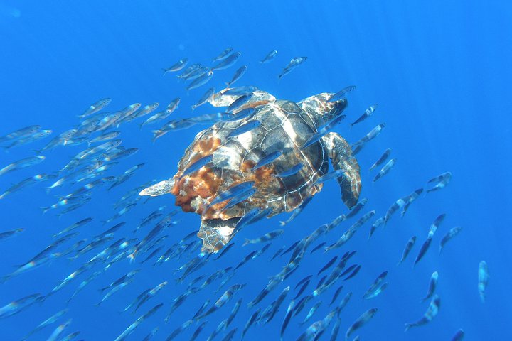 Whale Watching Tour + Vila Franca Islet: Full-day with lunch