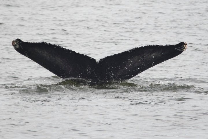 Whale and Dolphin Watching Cruise from Cape May