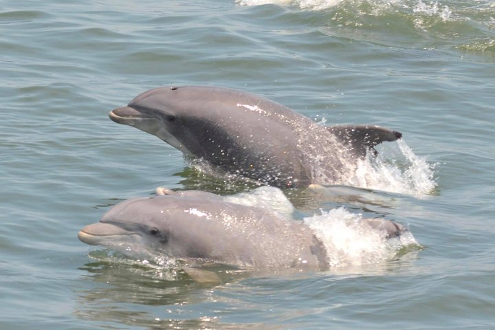 Whale and Dolphin Watching Cruise from Cape May