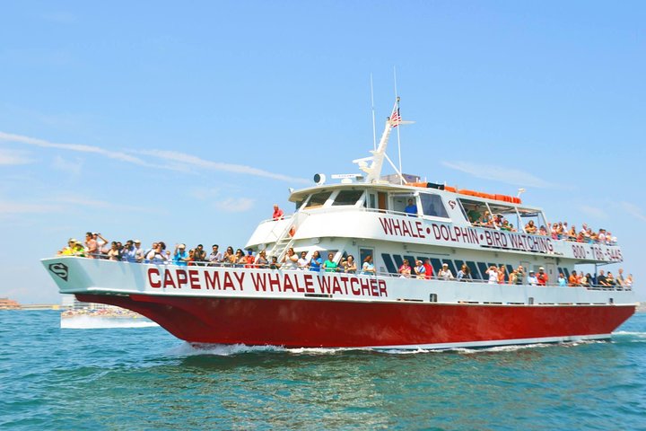 Whale and Dolphin Watching Cruise from Cape May