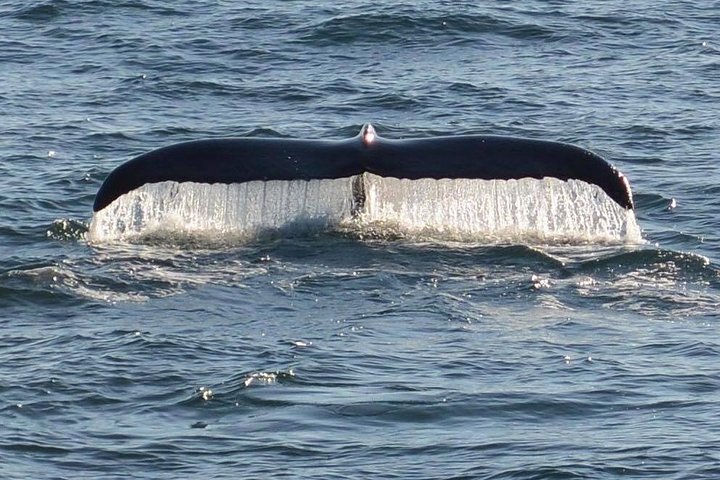 Whale and Dolphin Watching Cruise from Cape May