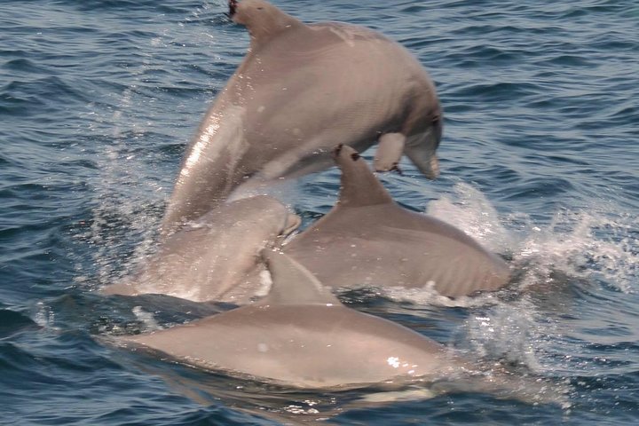Dolphin Watching around Cape May