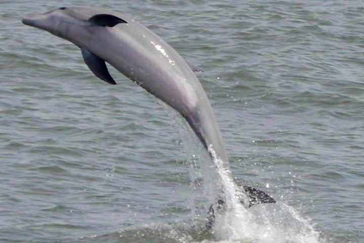 Dolphin Watching around Cape May