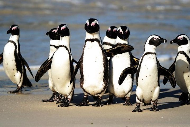 Cape Peninsula Full Day Tour in Private Car
