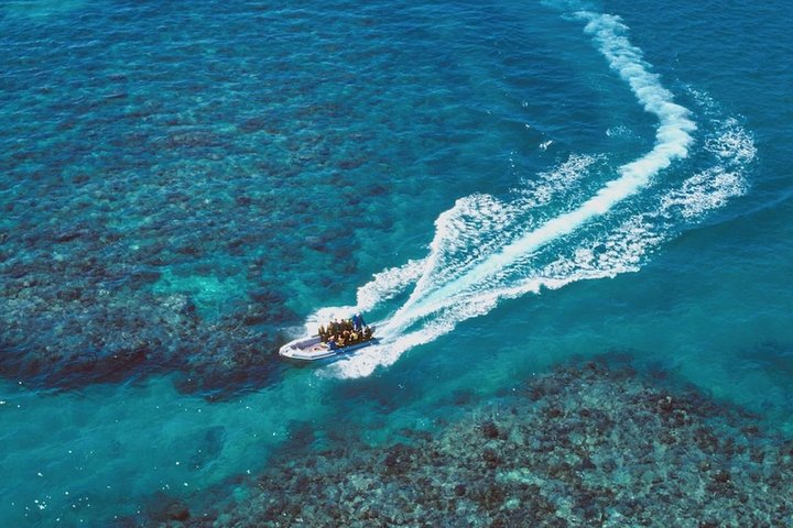 Ocean Freedom: Great Barrier Reef Stylish Snorkel, Dive Reef Tour