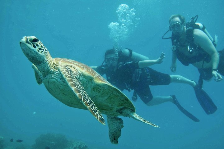 Ocean Freedom: Great Barrier Reef Stylish Snorkel, Dive Reef Tour