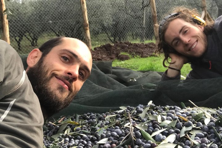Guided tours of the olive grove with oil tasting.