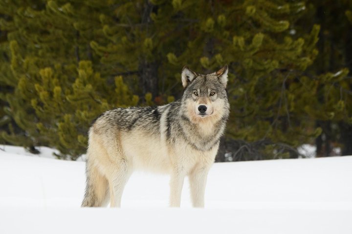 Private Yellowstone Wildlife Sightseeing Tour
