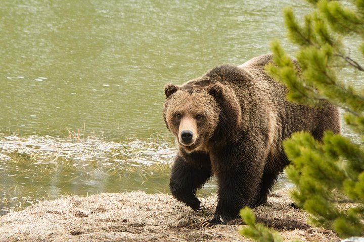 Private Yellowstone Wildlife Sightseeing Tour